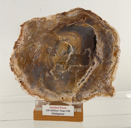 Petrified wood slice 240 - petrified,