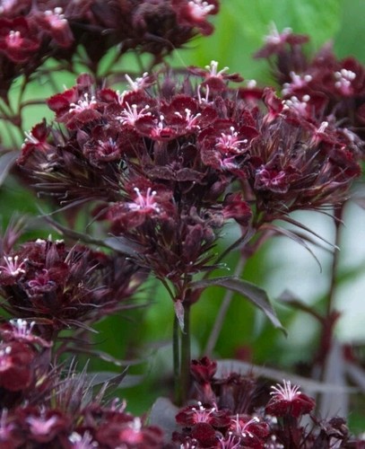 Dianthus barbatus - dianthus, ex