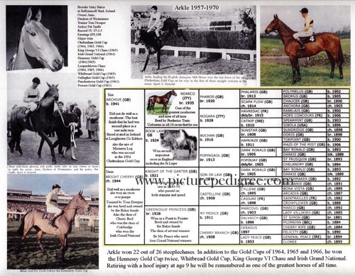 Race horse famous - horse,