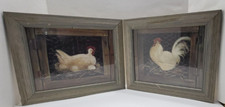 2 Glenda Brown Hens and