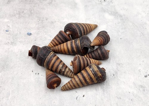 Telescope snail seashells dark - telescope,