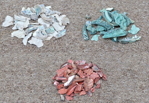 Abalone paua shell - , pieces