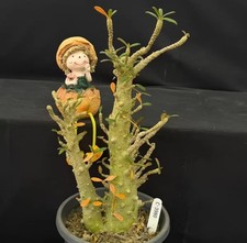 Tall 32cm Dorstenia gigas
