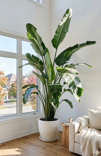 Strelitzia nicolai large bird - nicolai,