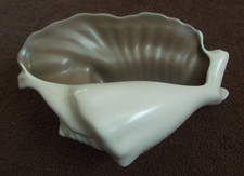 POOLE SHELL  8" (20cm) across