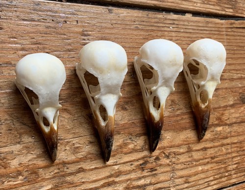 Taxidermy skull crow - x,