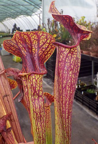 Sarracenia flava var - , ornata