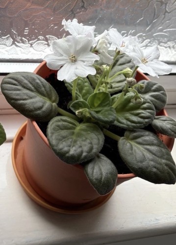 African violet saintpaulia - violet,