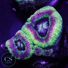 CS TNMT Asian Acan - WYSIWYG