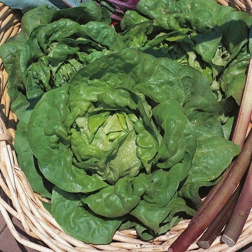 Lettuce seeds tom thumb 1400 - lettuce,