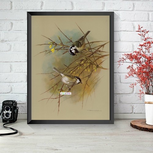 Basil ede british birds - basil,