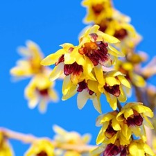 Chimonanthus Praecox