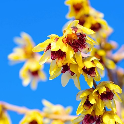 Chimonanthus praecox - chimonanthus,