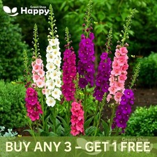Temptress Flower Mix - Mullein