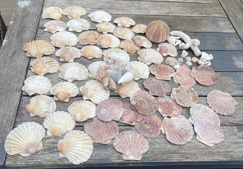 Large 70pc natural sea shell - large,