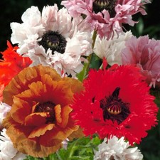 Poppy Mixed Seeds x 50, A