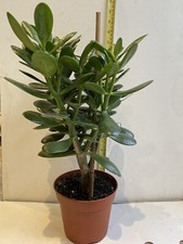 Money tree Jade plant -