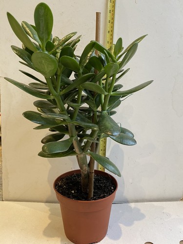 Money tree jade plant - jade,