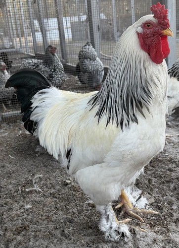 Light brahma chicken - light, hatching