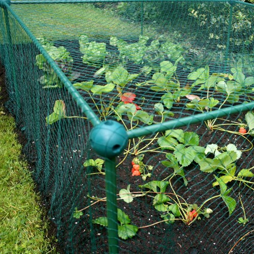 625m high kit garden fruit - high,