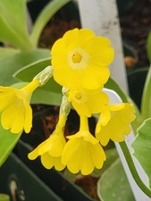 Primula auricula ssp. bauhinii