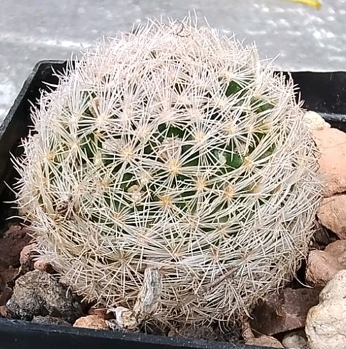 Cactus mammillaria lasiacantha - mammillaria,