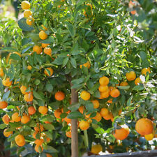 Citrus Fruit Tree, Calamondin