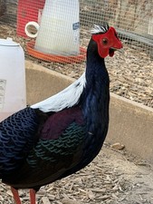 4 Swinhoe Pheasant Hatching