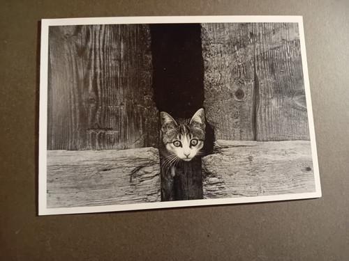 Postcard cat black - postcard,, cat,
