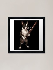 Boston terrier playing bassoon - boston,