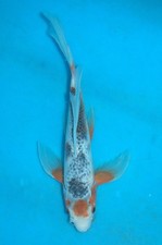 13" Butterfly Tancho Asagi A**