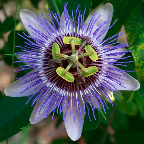 Passiflora purple haze - haze, passion