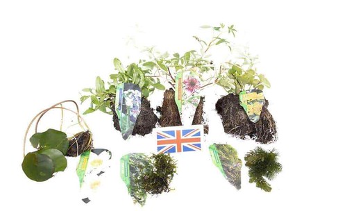 Lincolnshire pond plants - pond,