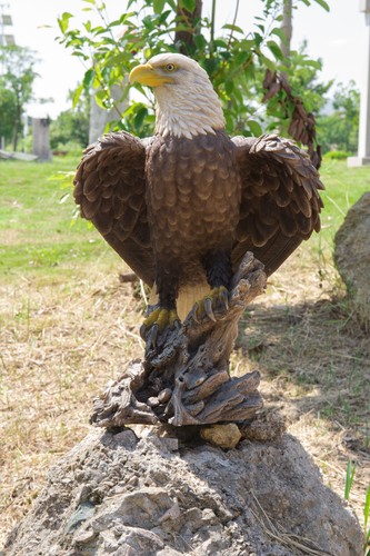 Bold eagle on stump - h,