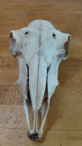 Sheep skull weathered from - sheep,