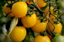 Tomato tumbling tom yellow 3