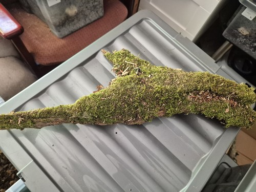 Large natural moss covered - large,