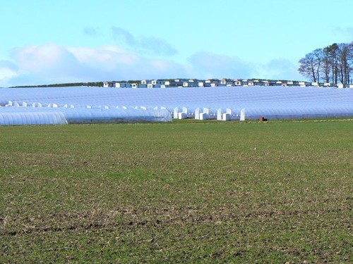Photo 6x4 polytunnels - photo,