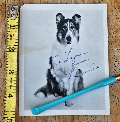 Vintage lassie collie - lassie, dog