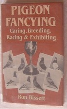 Pigeon fancying caring - pigeon,