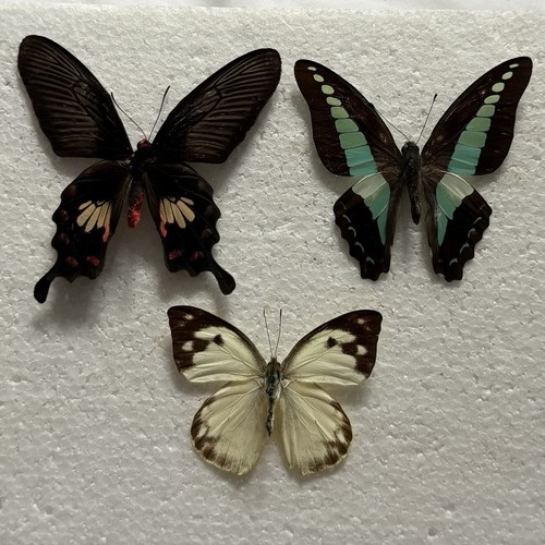 Entomology butterfly specimen - entomology,