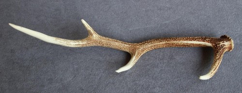 Sika deer antler - deer,