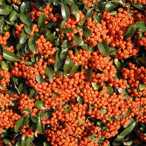Pyracantha saphyr orange - pyracantha,