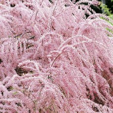 Tamarix Tetandra - Large