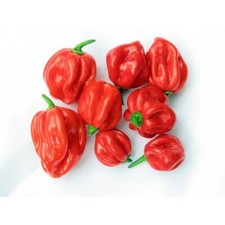 🌼 Genuine Jamaican Scotch Bonnet Chilli Pepper Seeds, Extra Hot #1 Quality