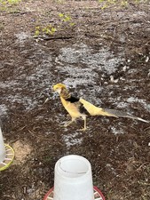 Lot Of 6 Yellow Golden