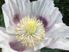 PAPAVER S0MNIFERUM "EXOTIC