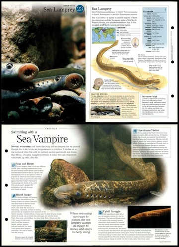 Sea lamprey fish - fish,