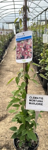 Clematis montana majorie - clematis, ‘majorie’