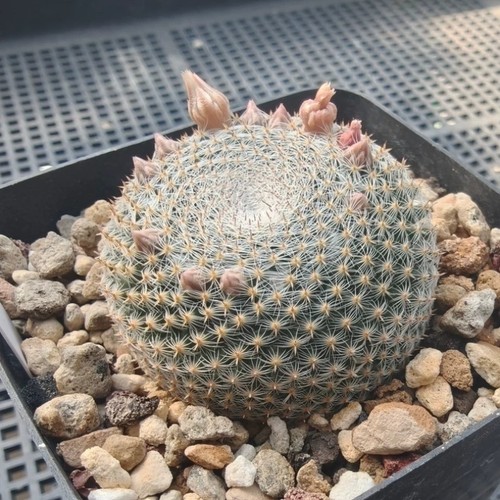 5cm succulent cactus plant - cactus,